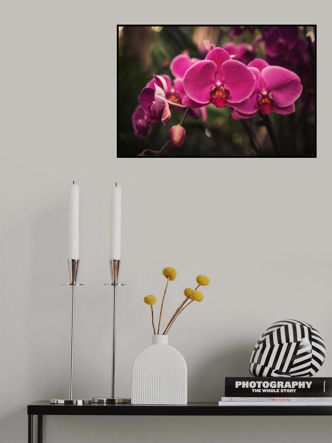 Hot Pink Orchid Poster och Canvastavla