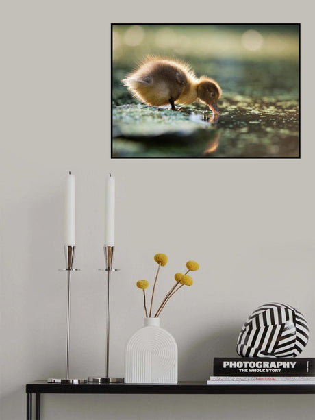Duck Poster och Canvastavla