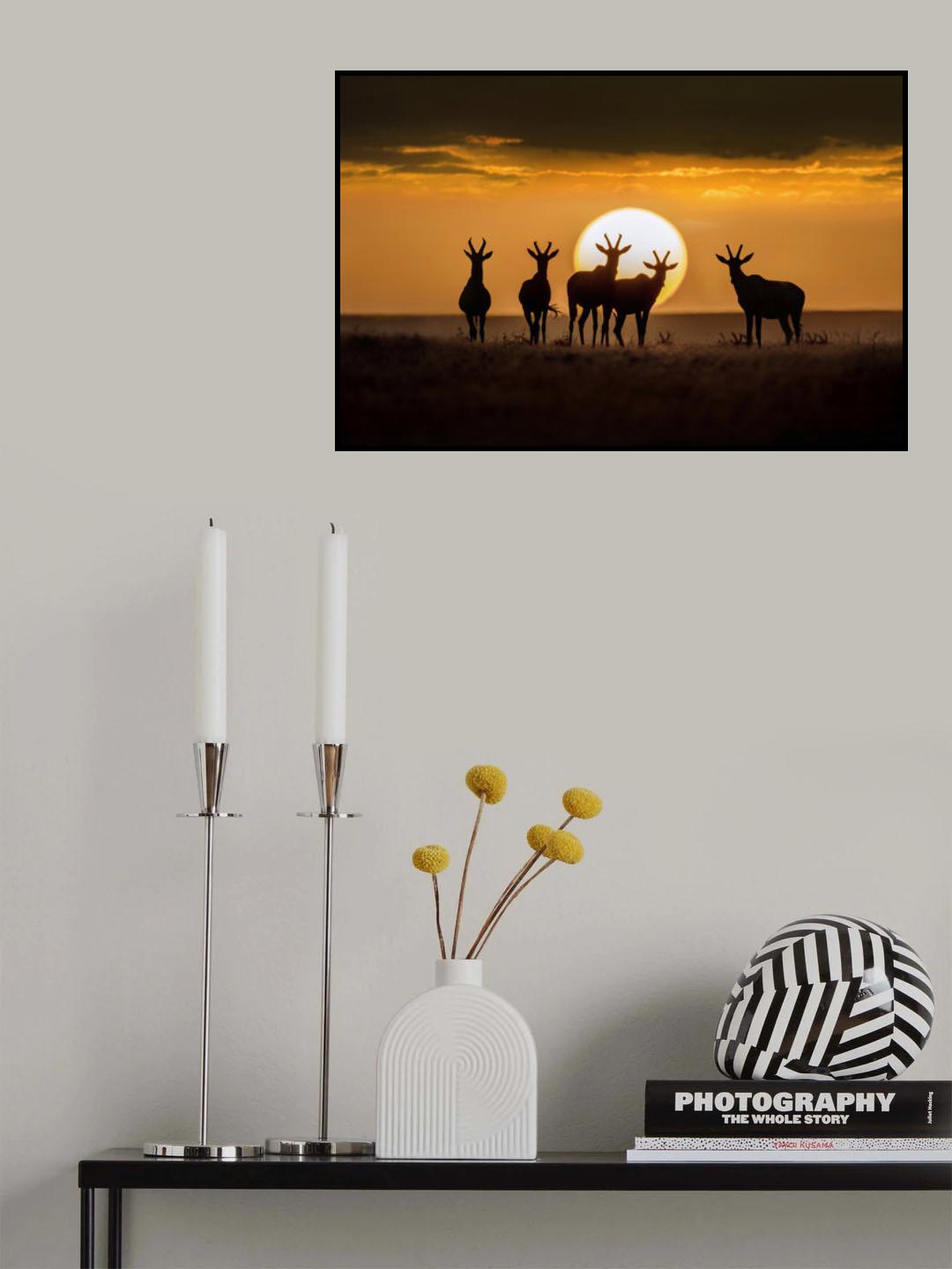 Topis at sunset Poster och Canvastavla