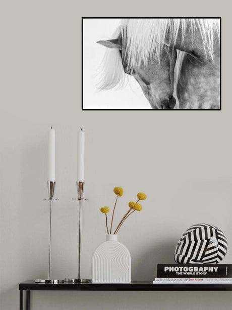 Halflinger Portrait Poster och Canvastavla
