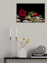 red rose Poster och Canvastavla