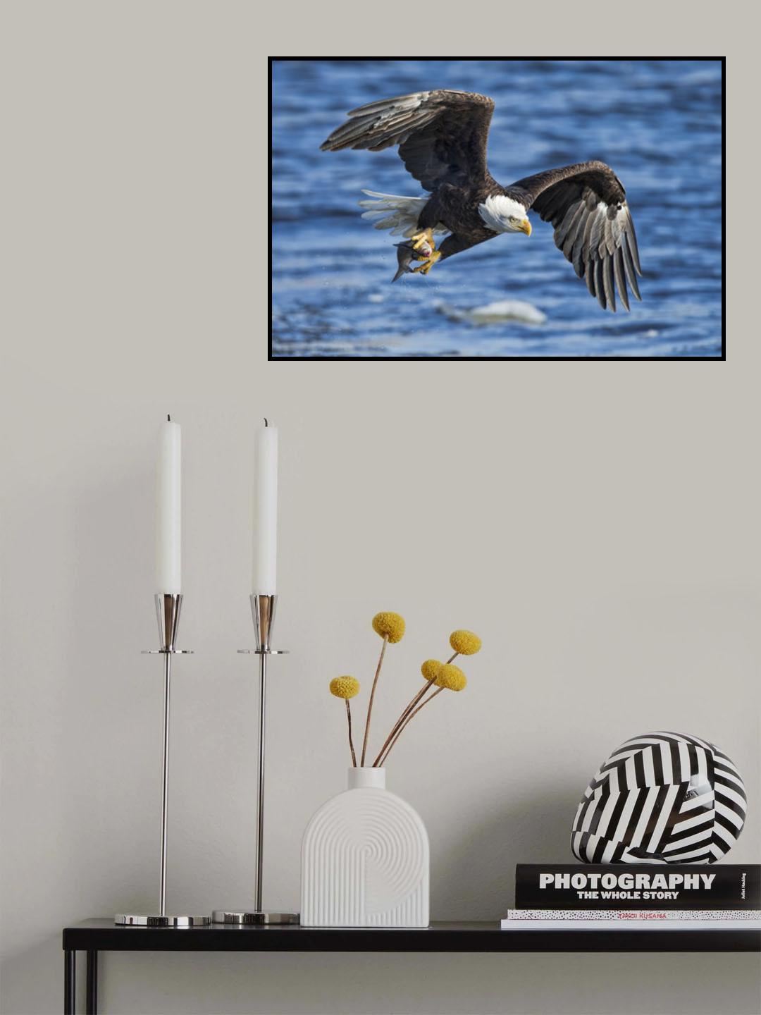 Bald Eagle Catching Fish Poster och Canvastavla