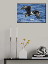 Bald Eagle Catching Fish Poster och Canvastavla
