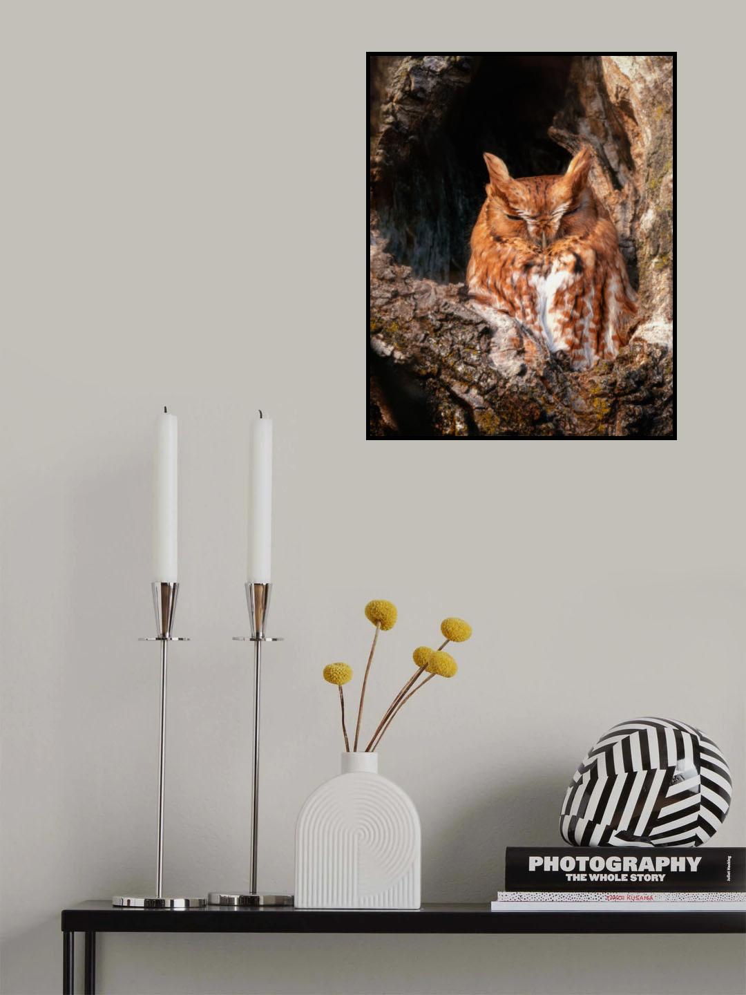 Eastern Screech-Owl Poster och Canvastavla