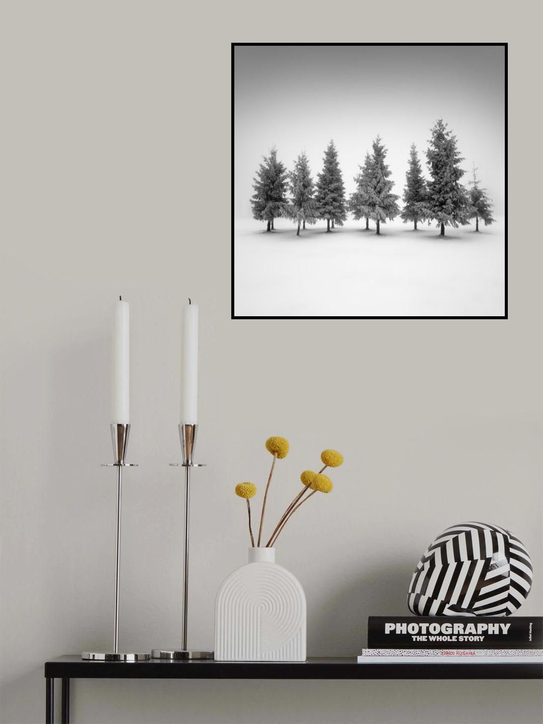 Spruce grove.... Poster och Canvastavla