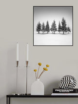 Spruce grove.... Poster och Canvastavla