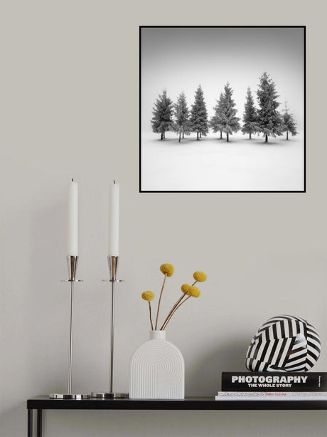 Spruce grove.... Poster och Canvastavla