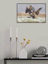 Eagle fights Poster och Canvastavla