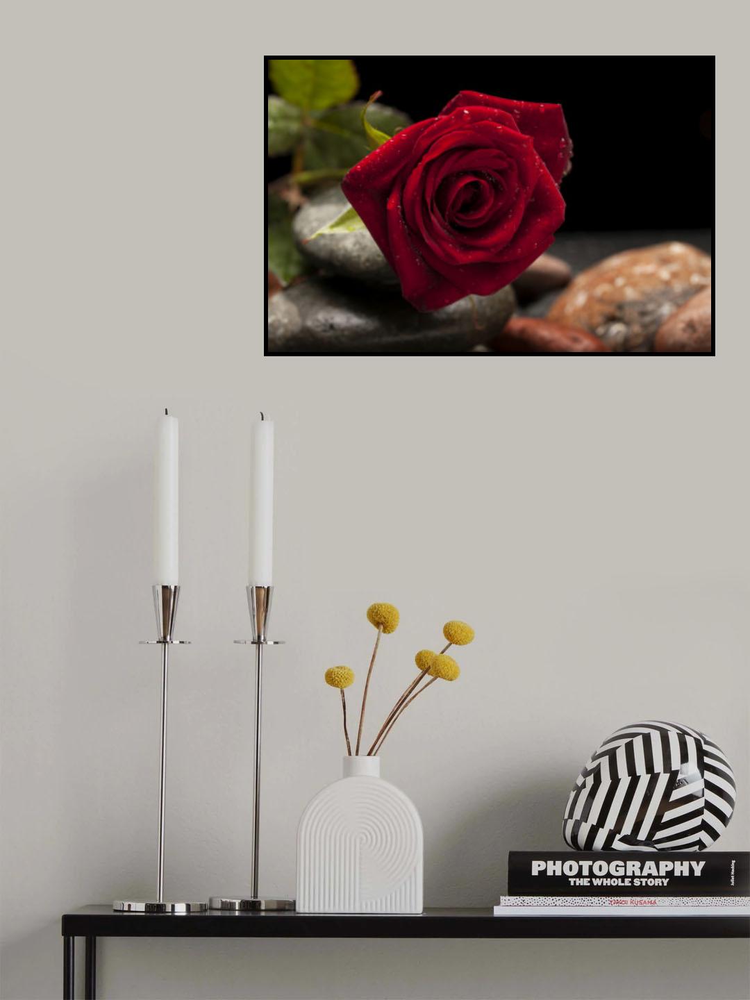 red rose Poster och Canvastavla