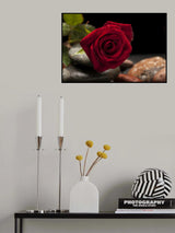 red rose Poster och Canvastavla