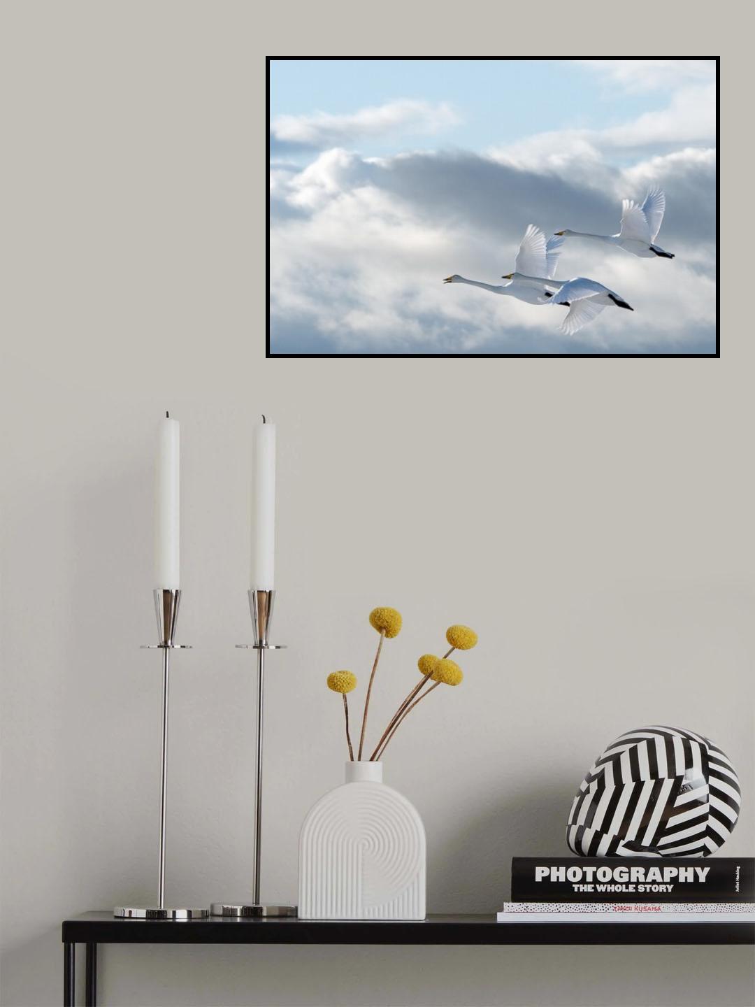 Swans in the sky Poster och Canvastavla