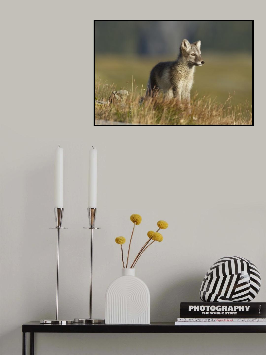 Arctic Fox Puppie Poster och Canvastavla