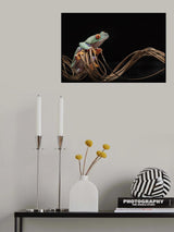 Red Eyed Tree Frog Poster och Canvastavla