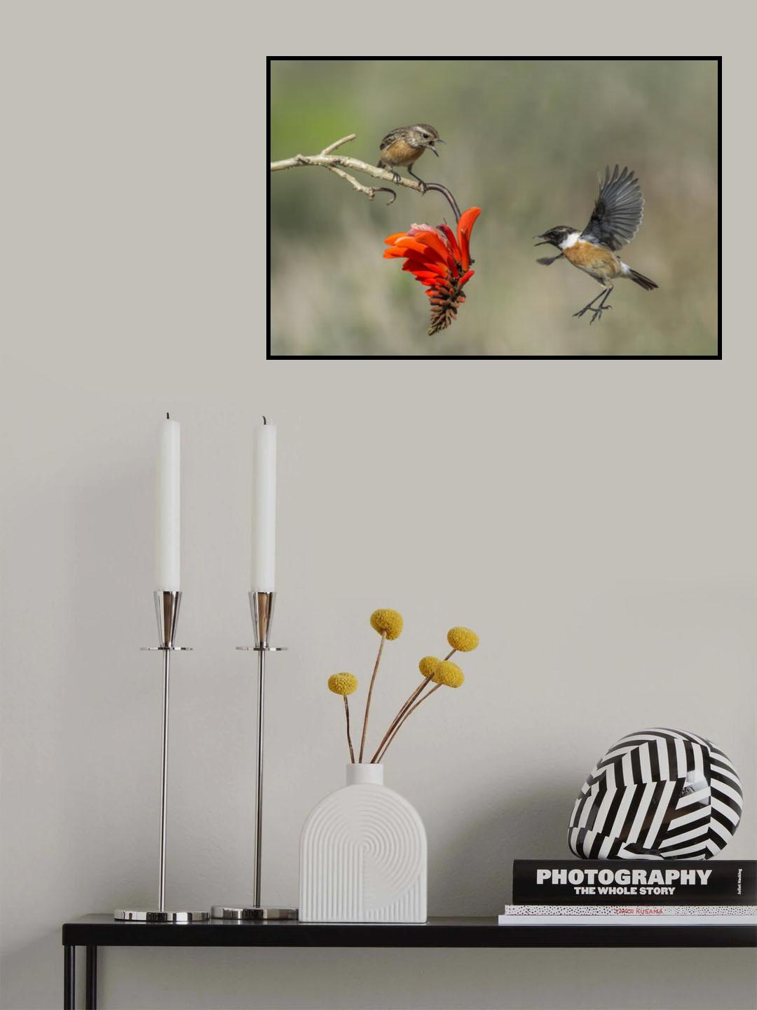 Saxicola rubicola Poster och Canvastavla