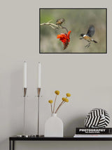 Saxicola rubicola Poster och Canvastavla