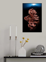 Crinoid Poster och Canvastavla