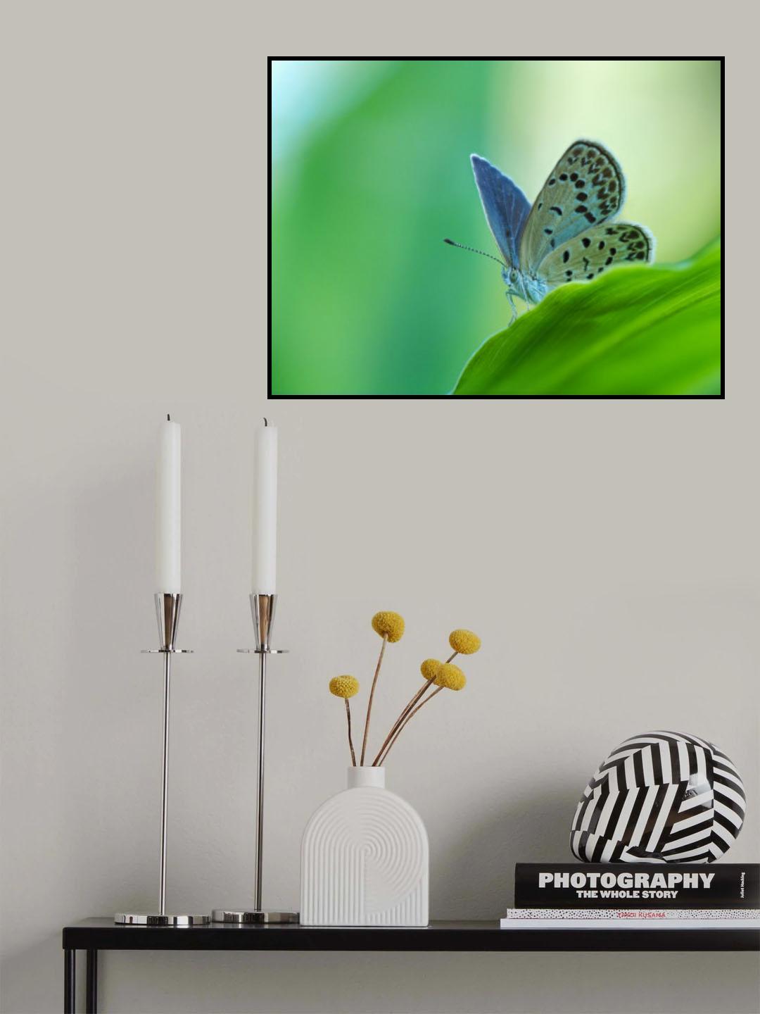 blue wings Poster och Canvastavla