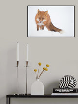 Where is the hare? Poster och Canvastavla