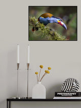 Toucan Poster och Canvastavla