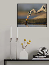 Catching in The Morning Poster och Canvastavla