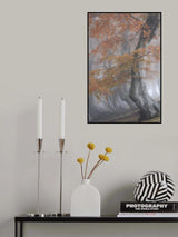 Twisted beeches Poster och Canvastavla