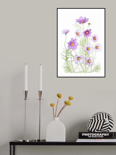 Cosmos Comfort Poster och Canvastavla