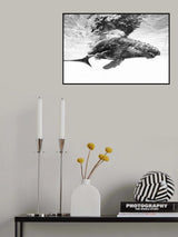 Humpback whale calf Poster och Canvastavla