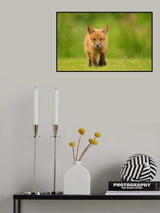 Baby Red Fox Poster och Canvastavla
