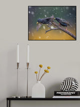 European Starling-1 Poster och Canvastavla
