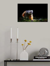 Lemur Poster och Canvastavla