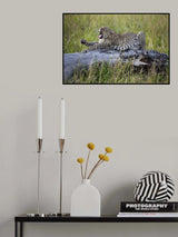 Big Cat Poster och Canvastavla