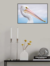 pelican Poster och Canvastavla
