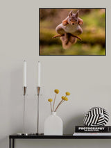 Red Squirrel jumping Poster och Canvastavla