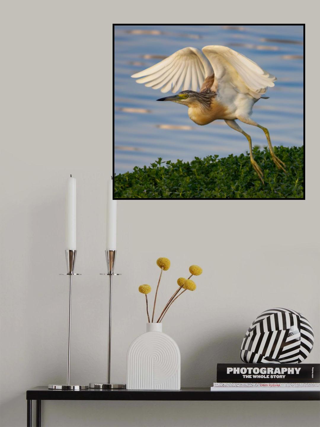 Under My Wings Poster och Canvastavla