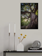 The Witches’ Oak Poster och Canvastavla