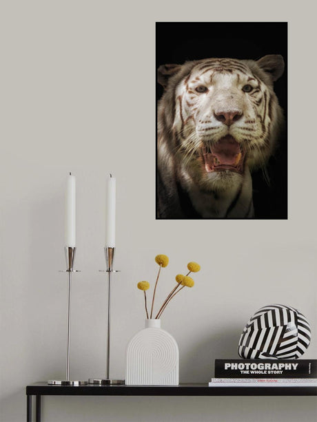 White tiger Poster och Canvastavla