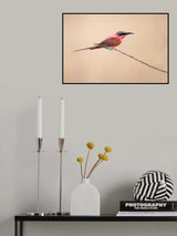 carmine bee-eater Poster och Canvastavla
