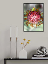 Pincushion 01 Poster och Canvastavla