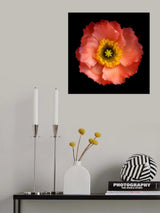 Morning Poppy Poster och Canvastavla