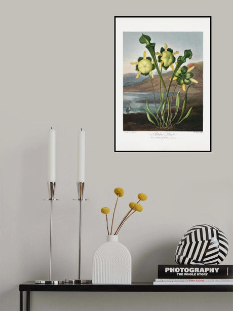 Pitcher Plant from The Temple of Flora (1807) Poster och Canvastavla