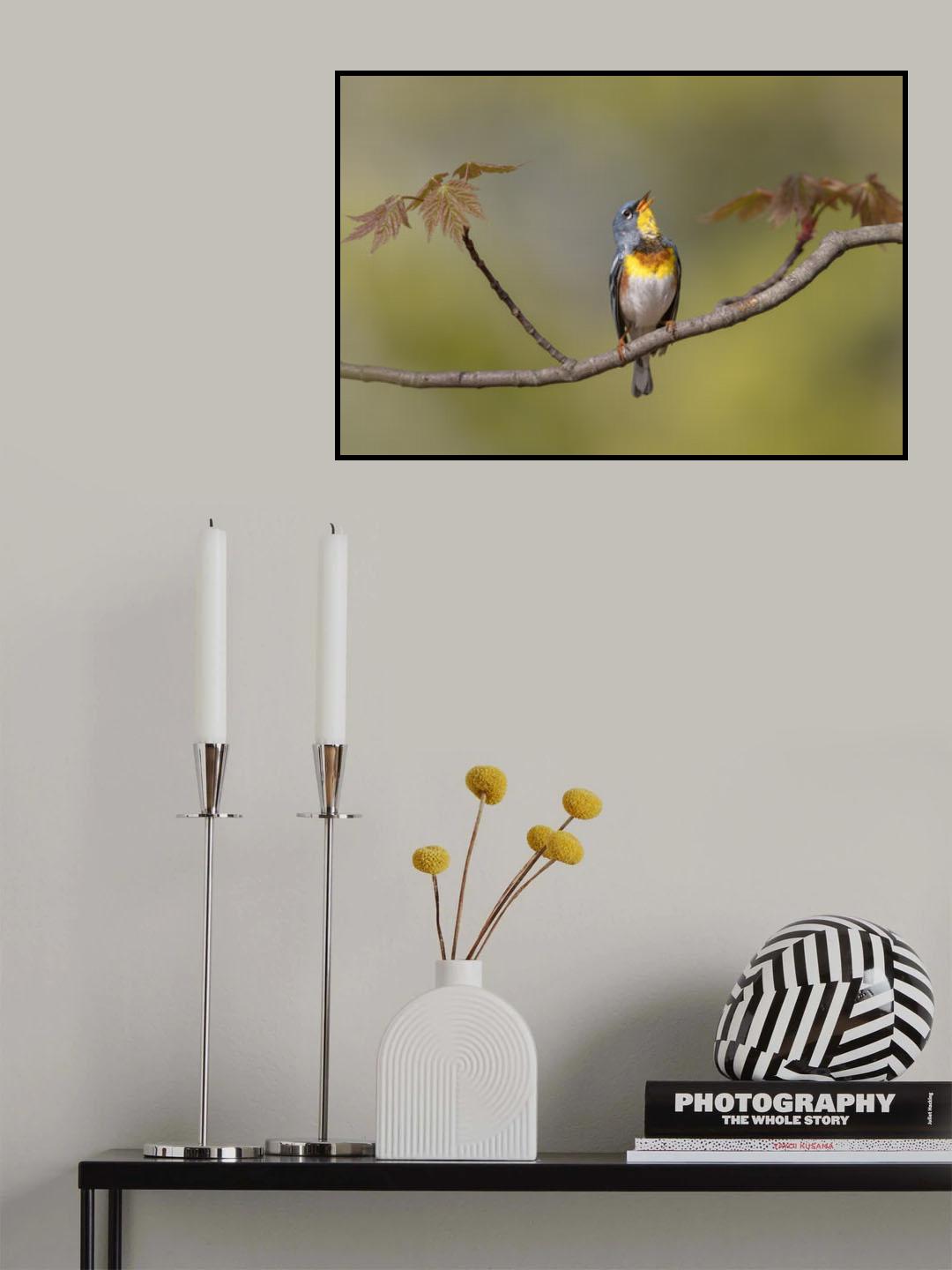 Parula on stage Poster och Canvastavla