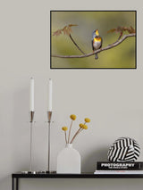 Parula on stage Poster och Canvastavla