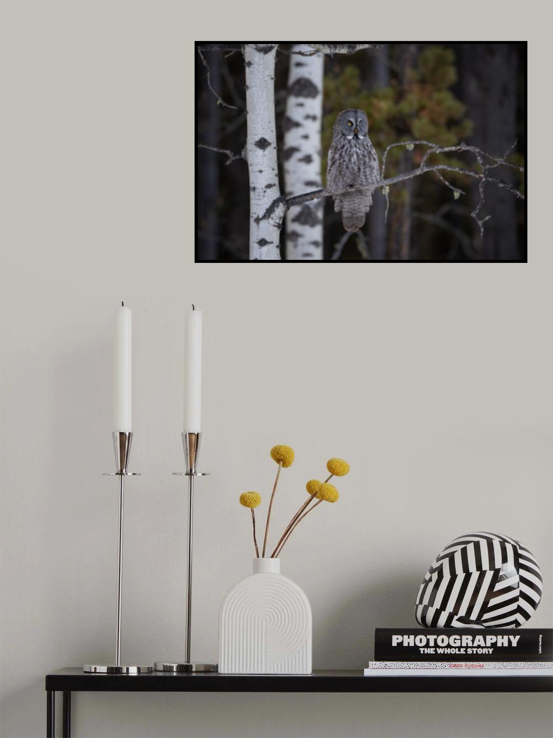Great Grey Owl Poster och Canvastavla