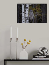 Great Grey Owl Poster och Canvastavla