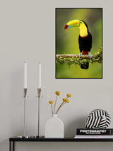 Keel-billed toucan Poster och Canvastavla
