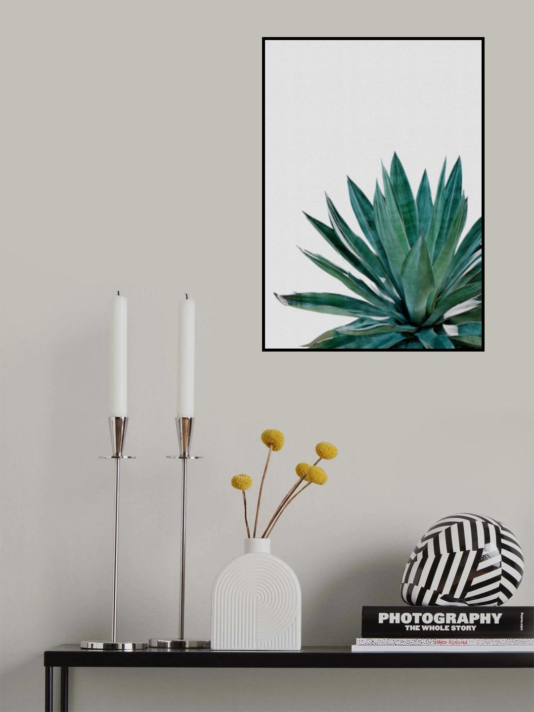 Agave Cactus Poster och Canvastavla