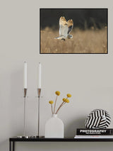 Owl's Dinner Poster och Canvastavla