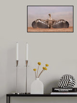 African vulture Poster och Canvastavla