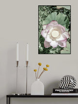 Lotus Poster och Canvastavla