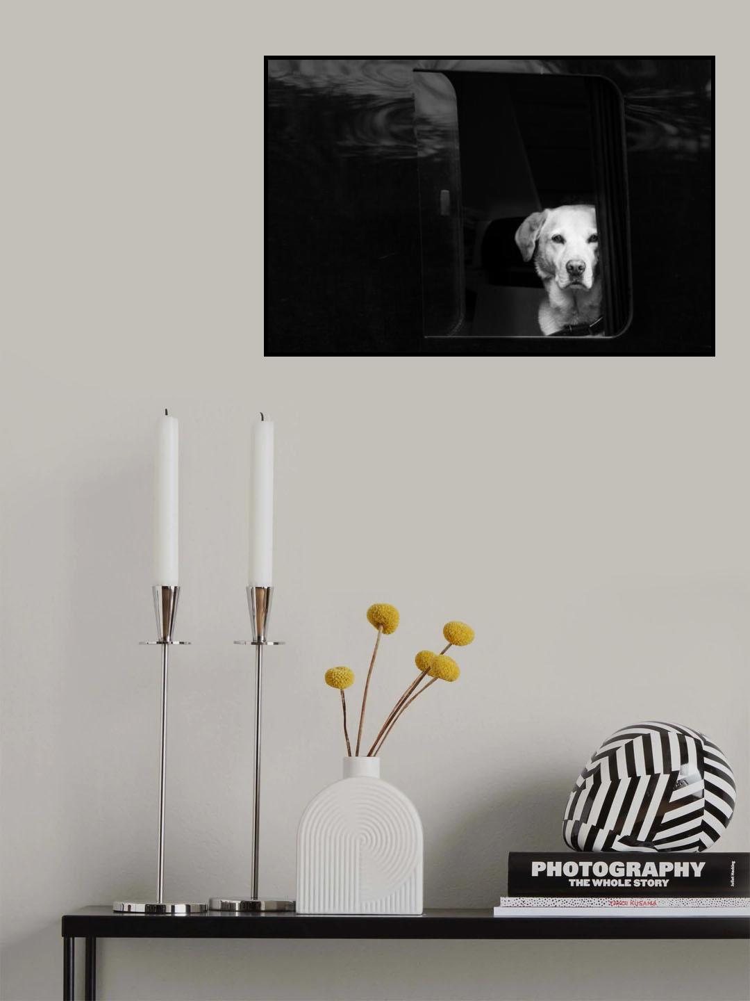 white dog in black van Poster och Canvastavla
